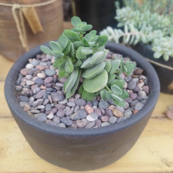 ARREGLO SUCULENTA GRANDE