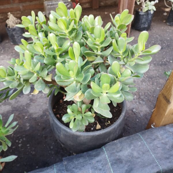 ÁRBOL DE JADE CON MACETA