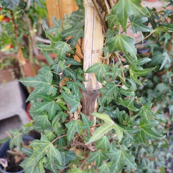 ENREDADERA PATA DE GALLO