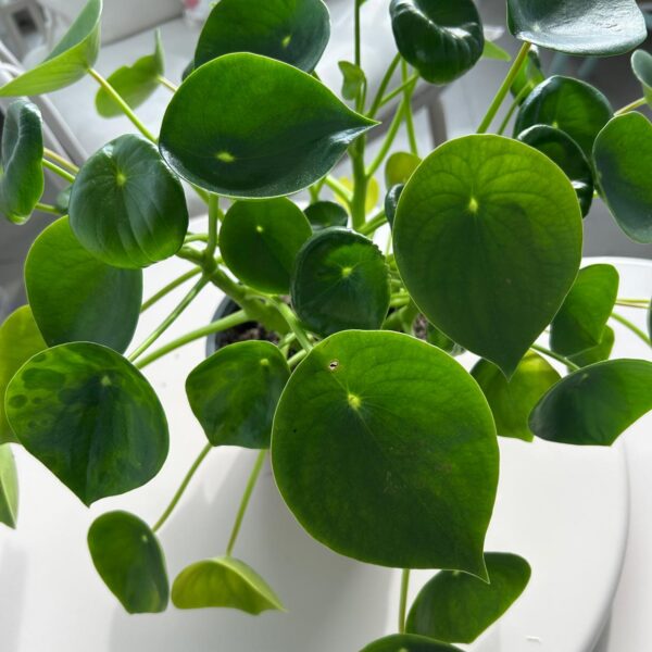 PEPEROMIA CUCHARITA