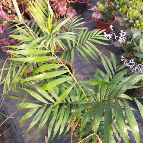 PALMERA ARECA