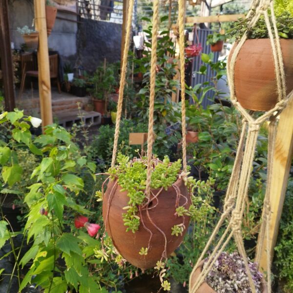 MACETA CONO COLGANTE CON PLANTA