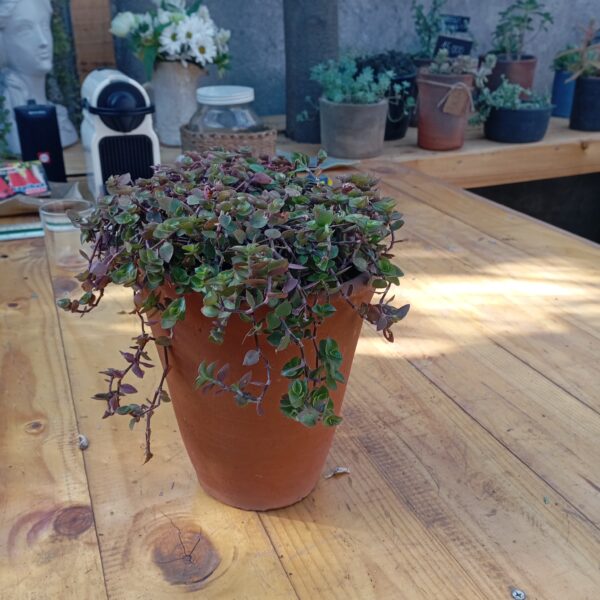 MACETA MURO 20 X 20 CM. CON PLANTA