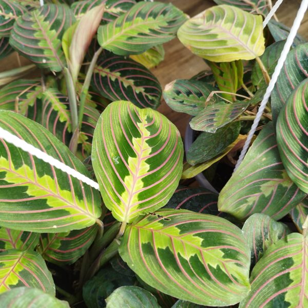 MARANTA LEUCONEURA