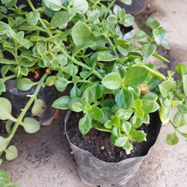 APTENIA CORDIFOLIA