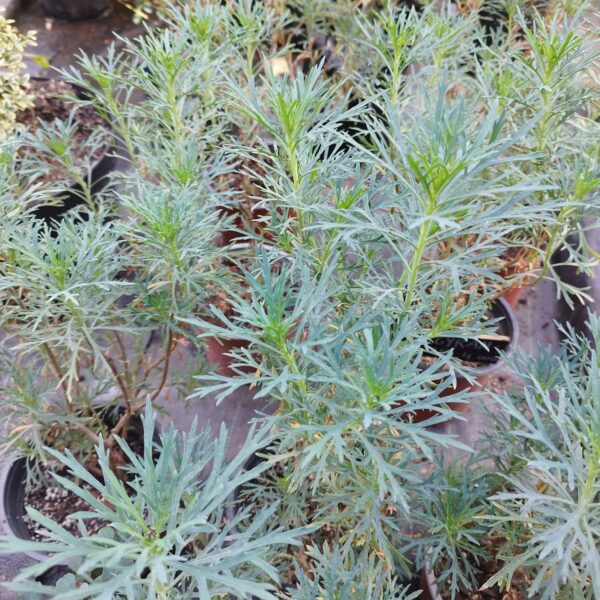 ARGYRANTHEMUM