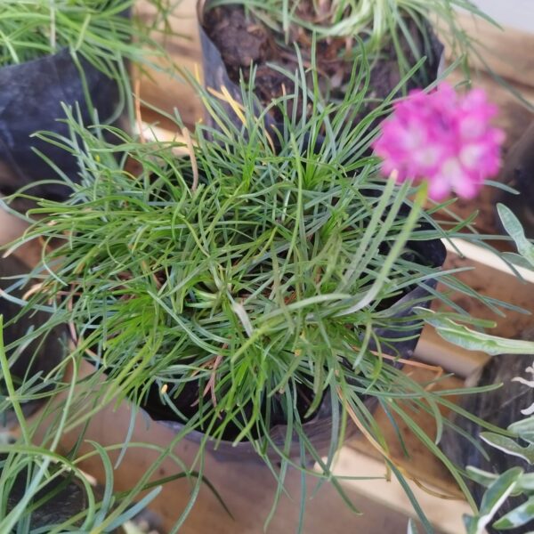 ARMERIA MARÍTIMA