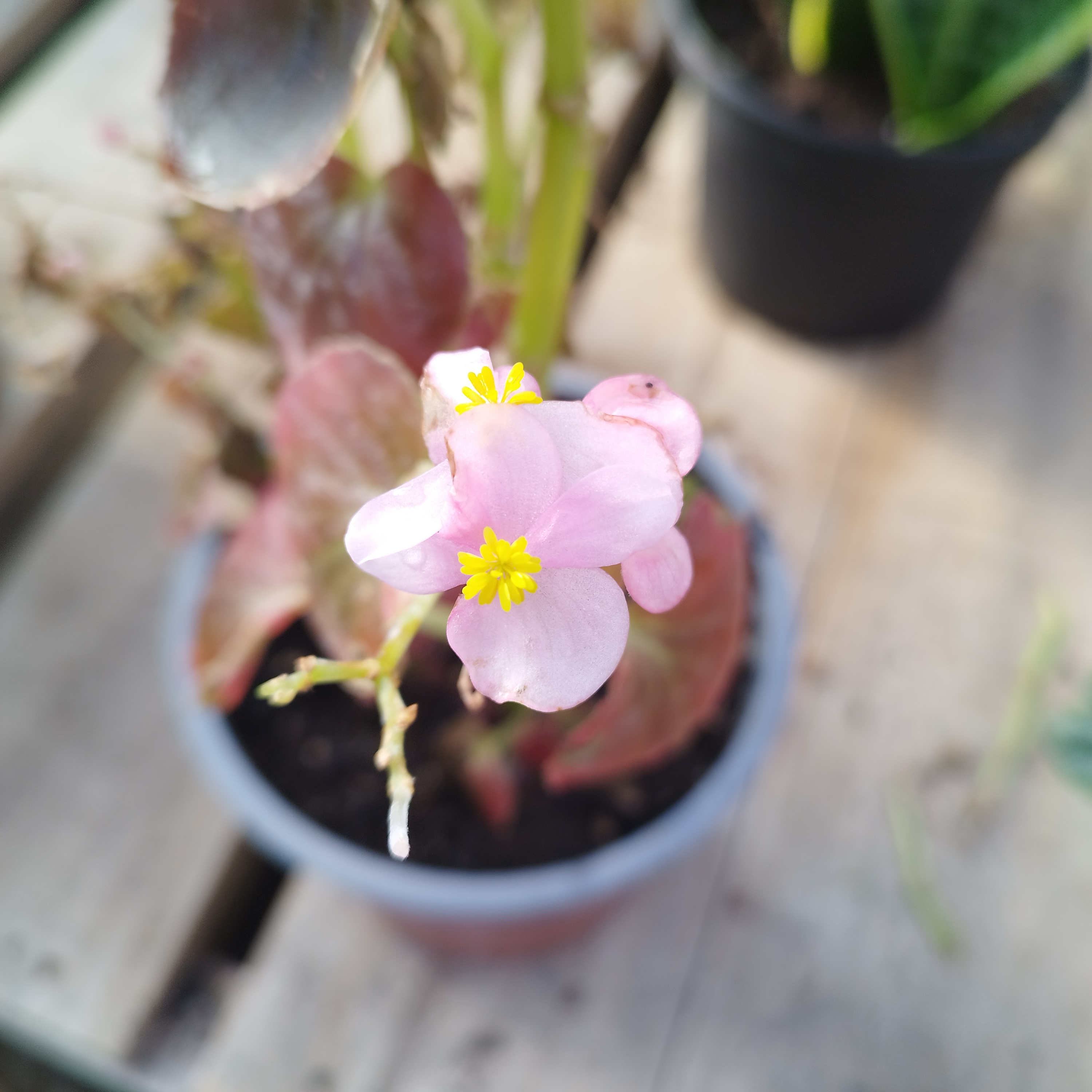 BEGONIA TUBEROSA