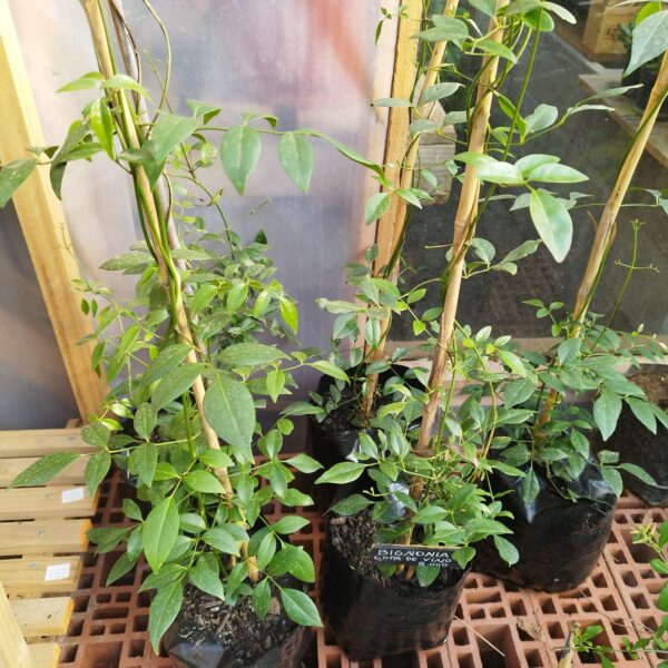 BIGNONIA COPA DE VINO