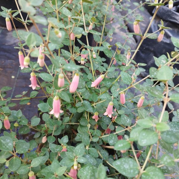 CORREA PULCHERRIMA