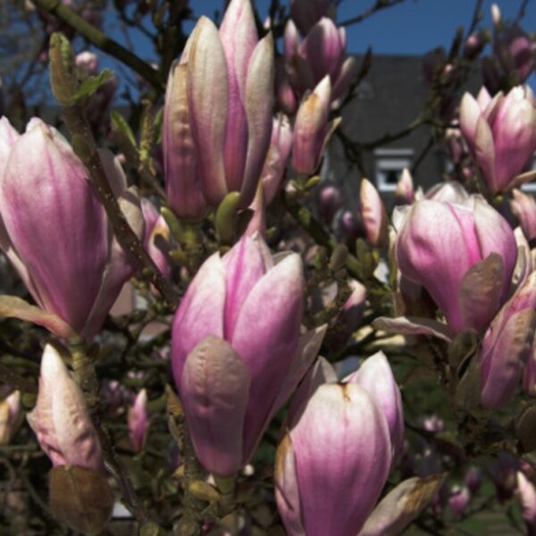 MAGNOLIO SOULANGEANA