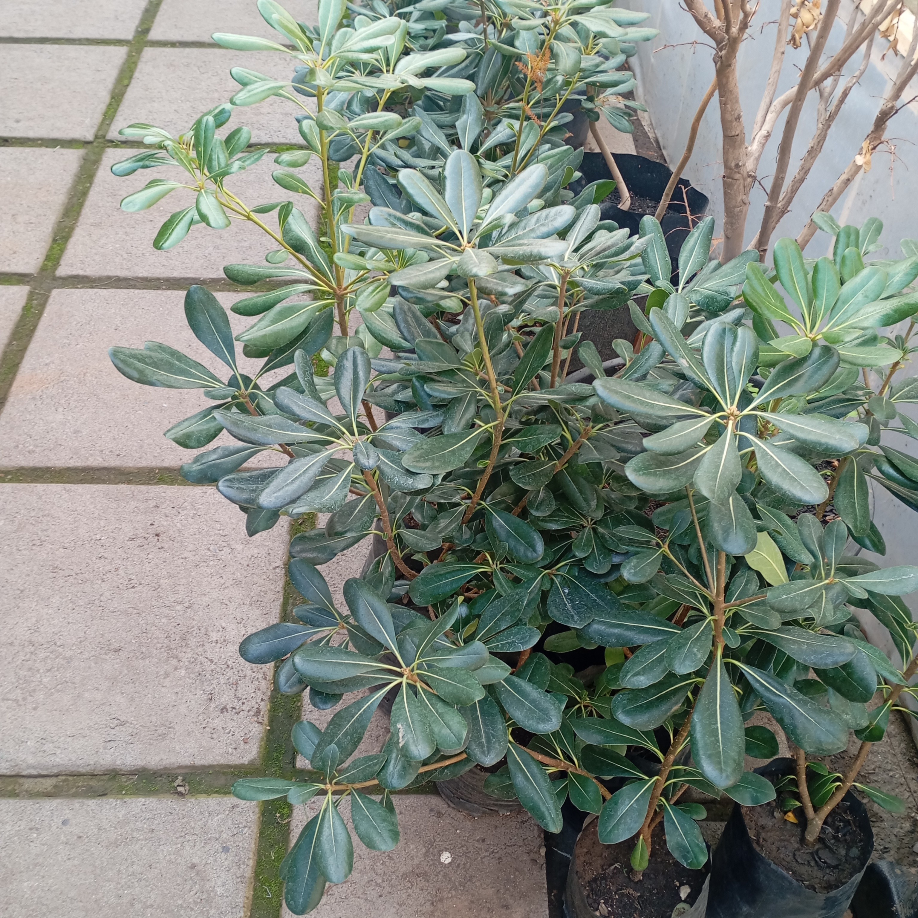 PITOPORUS TOBIRA ARBUSTIVO