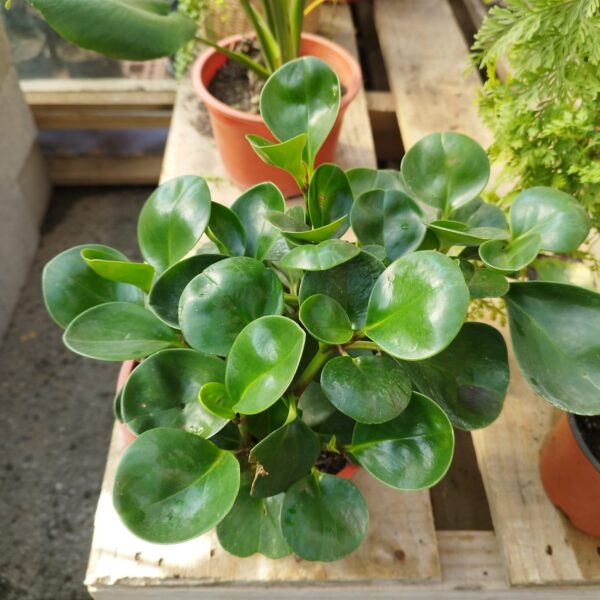 PEPEROMIA OBTUSIFOLIA