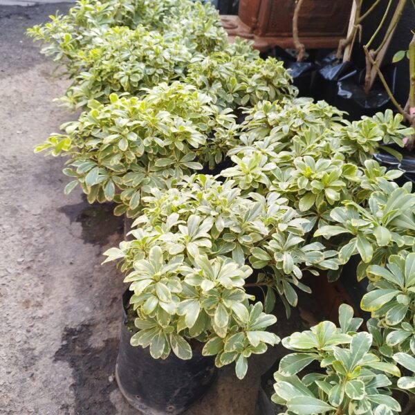 PITOPORUS TOBIRA ENANO VARIEGADO