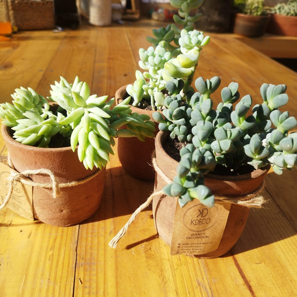 REGALO CORPORATIVO 3