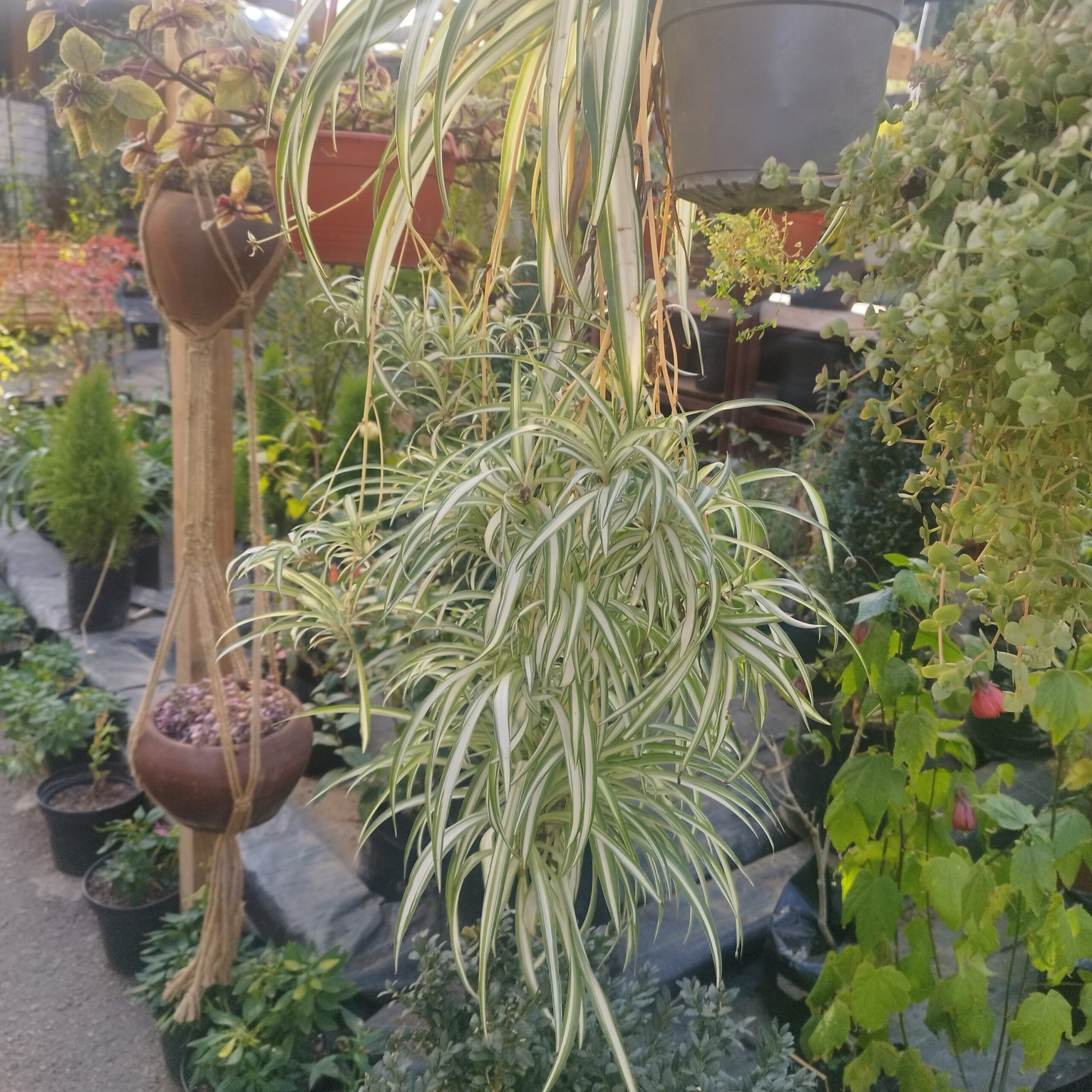 CINTA MALAMADRE COLGANTE