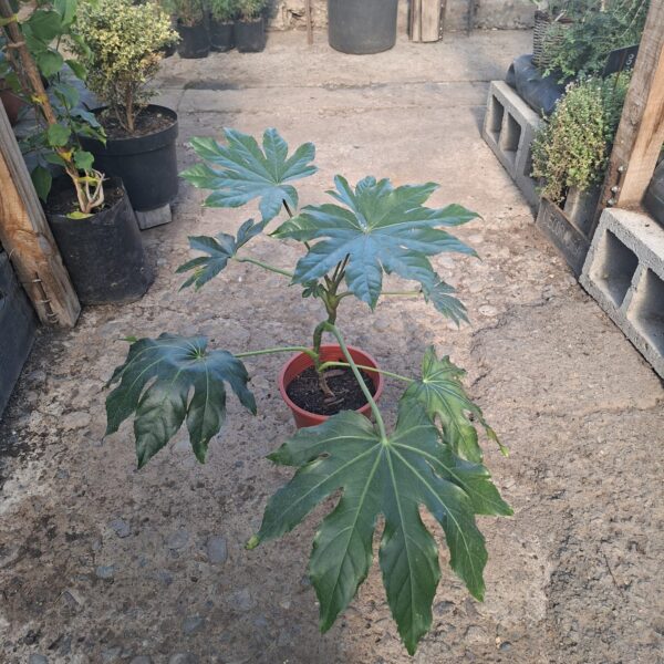 ARALIA JAPONICA