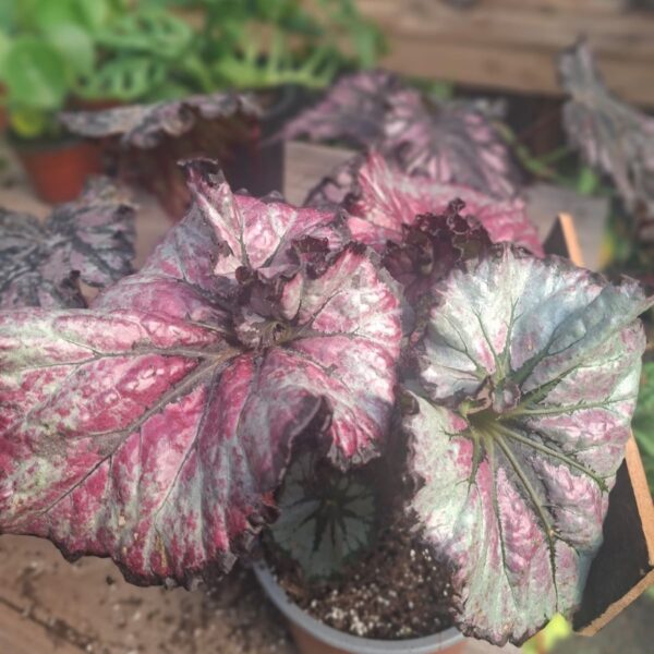 BEGONIA REX