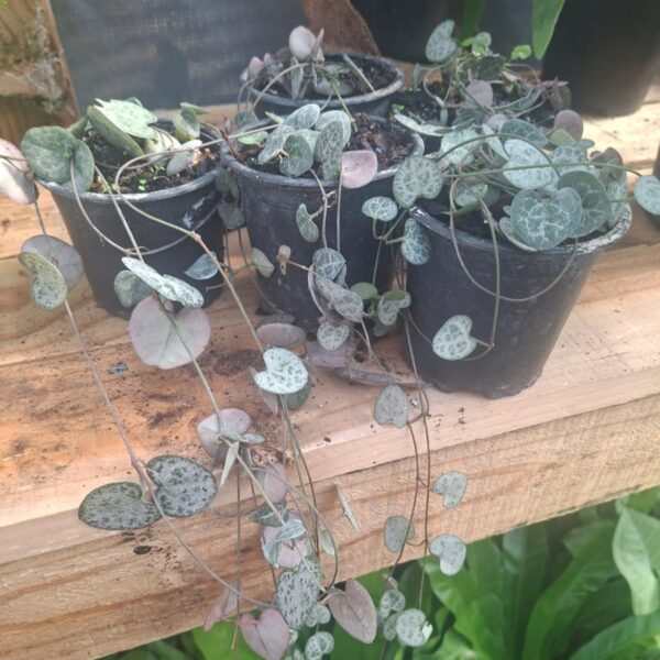 CEROPEGIA WOODII