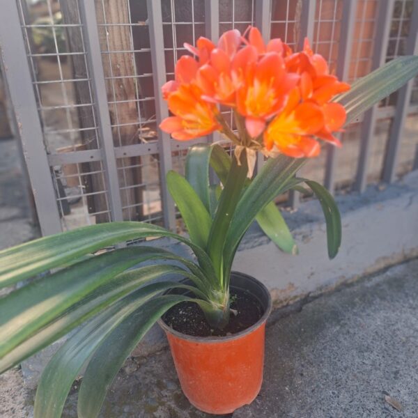 CLIVIA
