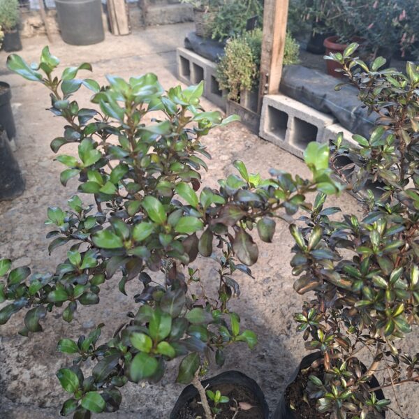 COPROSMA TRICOLOR