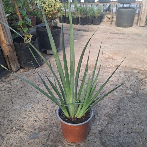 DIETES