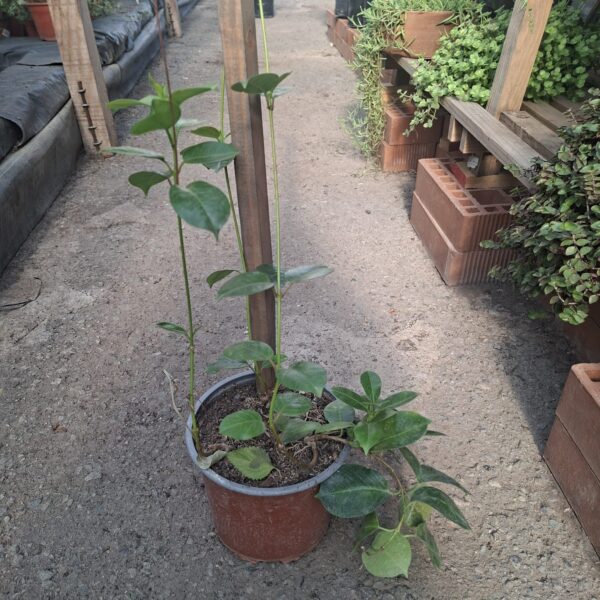 DIPLADENIA