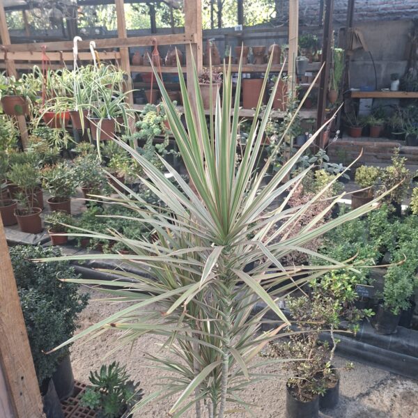 DRACENA COLORAMA