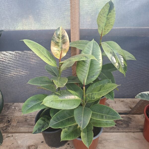 GOMERO SHIVEREANA