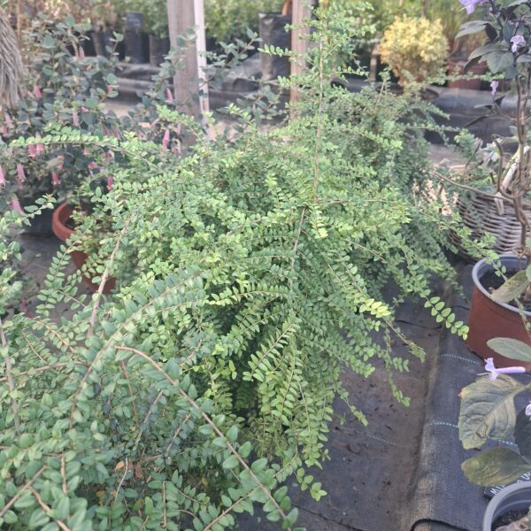 LONICERA