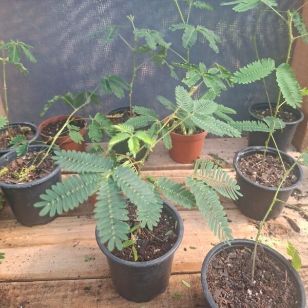 MIMOSA PUDICA