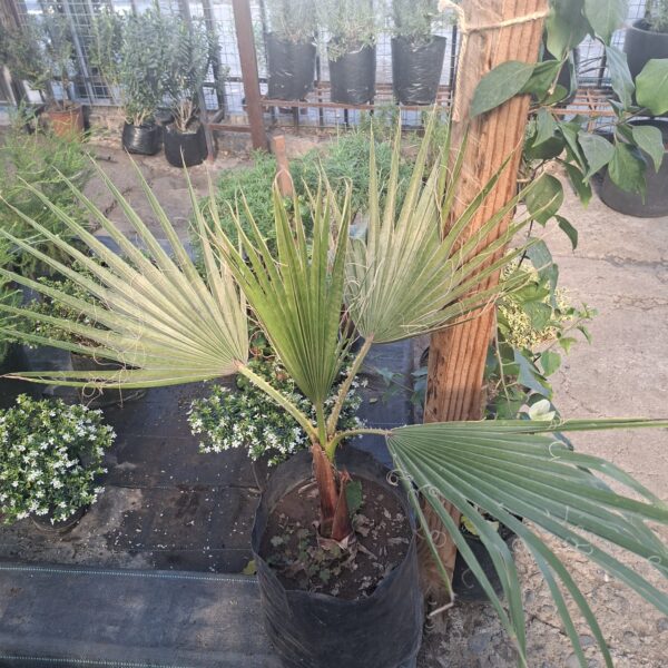 PALMERA WASHINGTONA