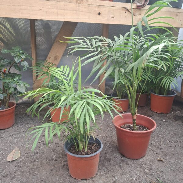 PALMERA CHAMADORREA