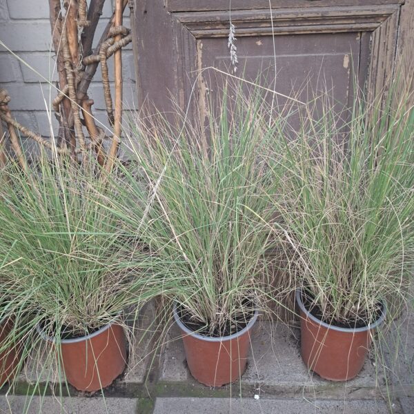 PENNISETUM RUBI GRASS