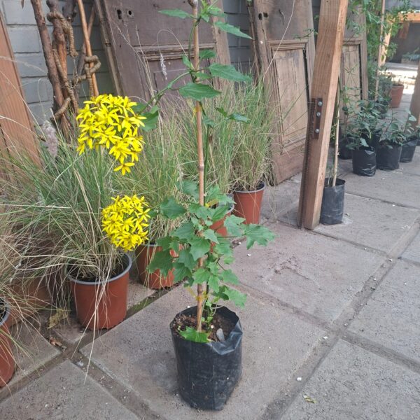 SENECIO TAMOIDES